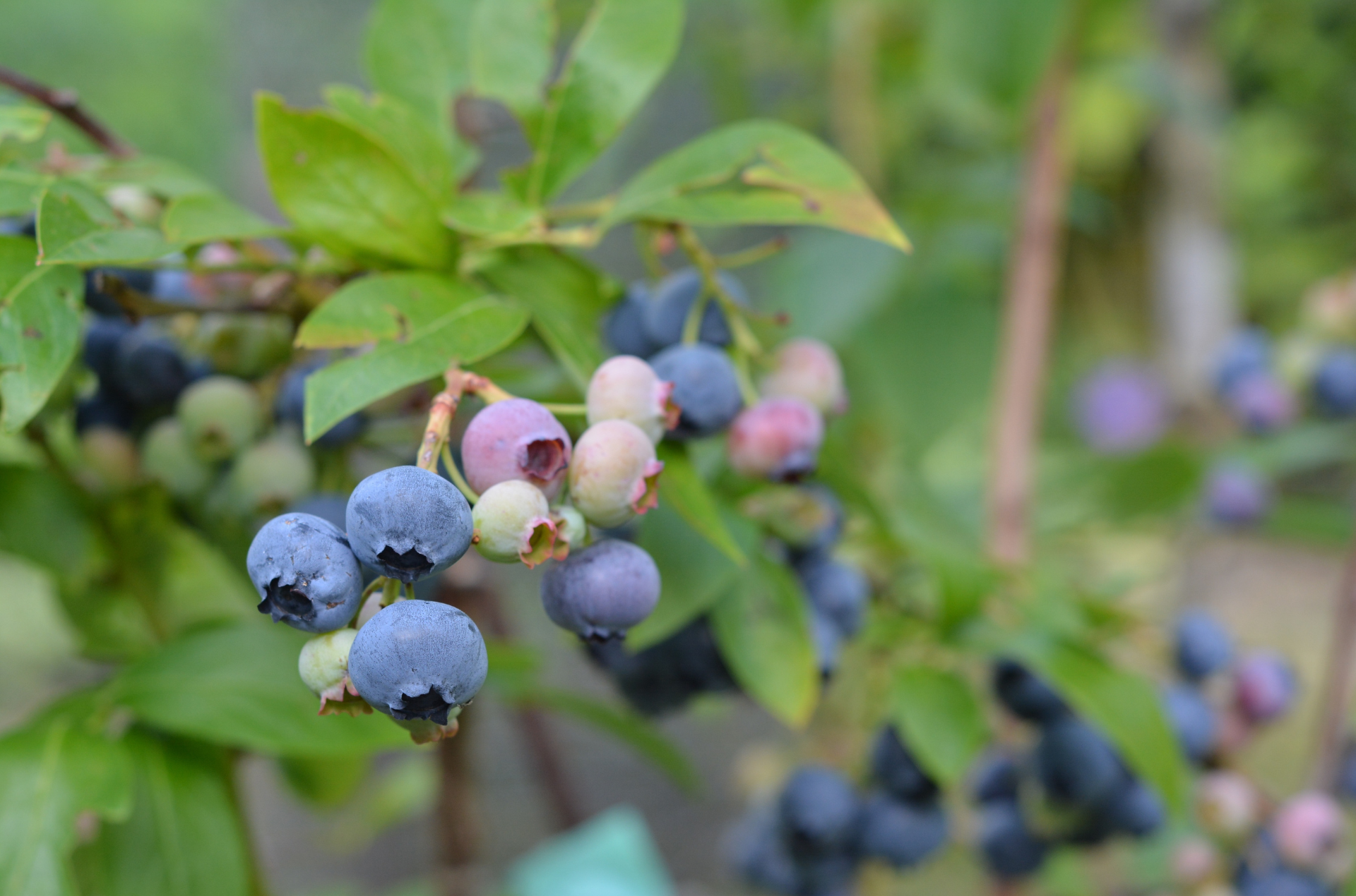 ブルーベリーの木は何年で実がつく？