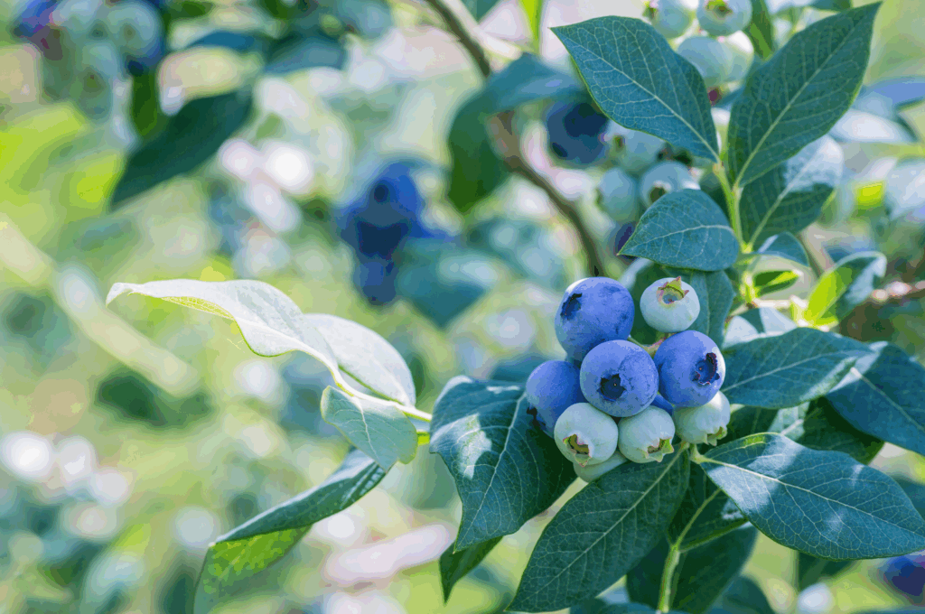 ブルーベリーの日当たり別の管理方法と季節対策