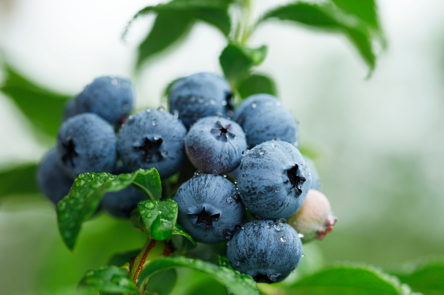 ブルーベリーの植え替え時期と成功のポイント