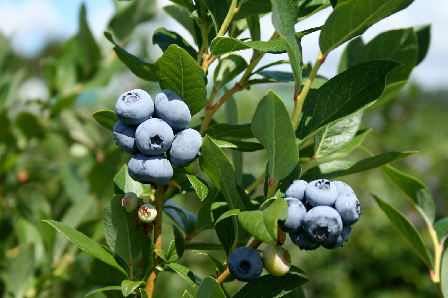 【失敗しない】ブルーベリー栽培！実がならない原因と適切な育て方