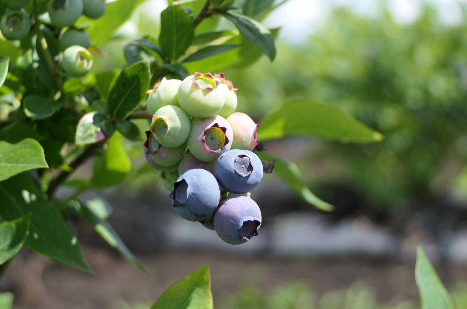 ブルーベリーを植えて実がなるまで何年かかる？結実の基本