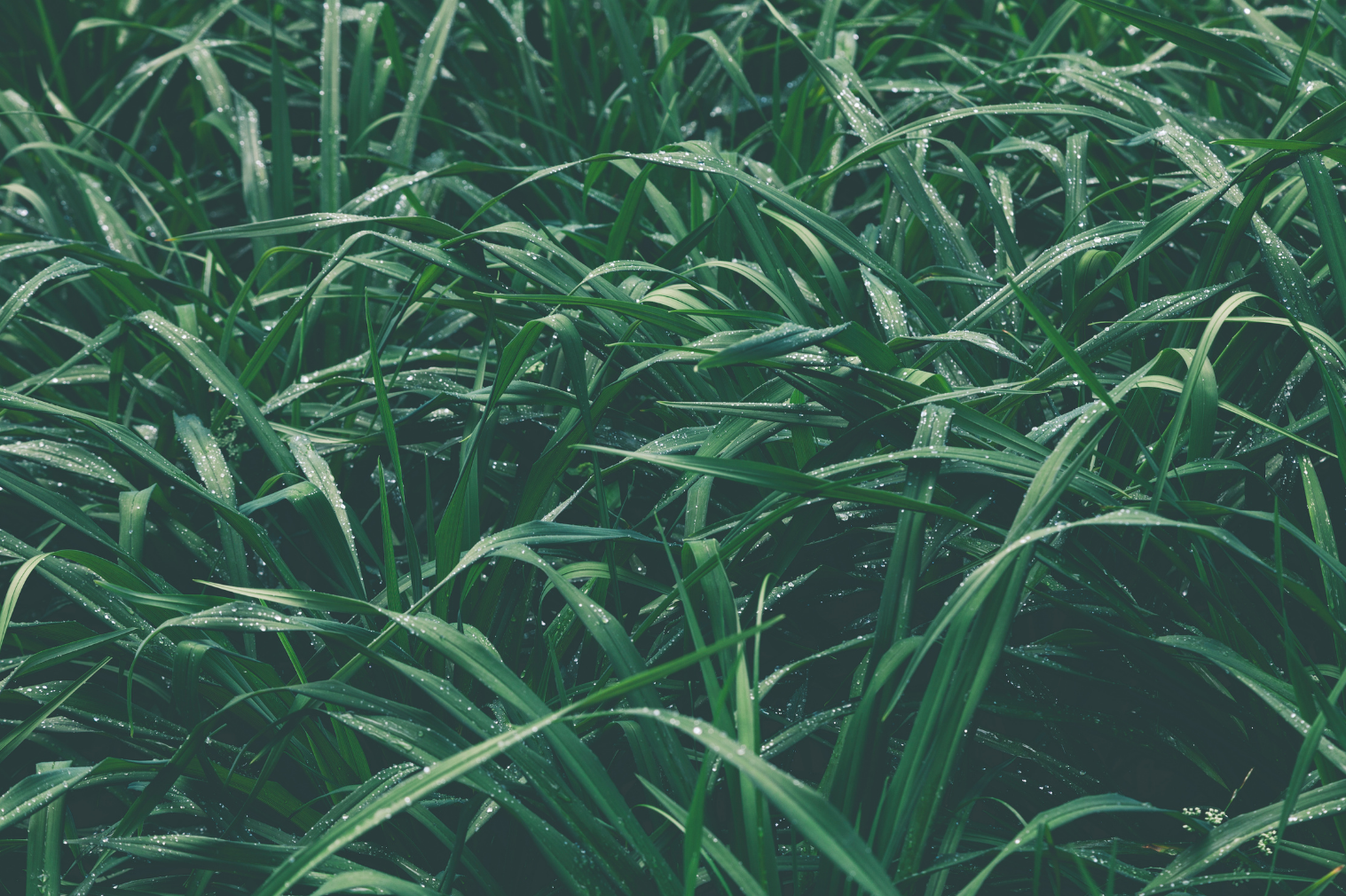 除草剤をまいたあと雨が降っても大丈夫？効果と対策完全ガイド