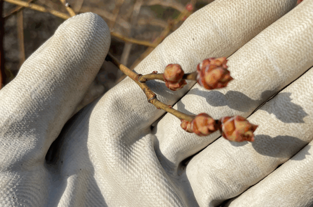 春の剪定で花芽を調整する