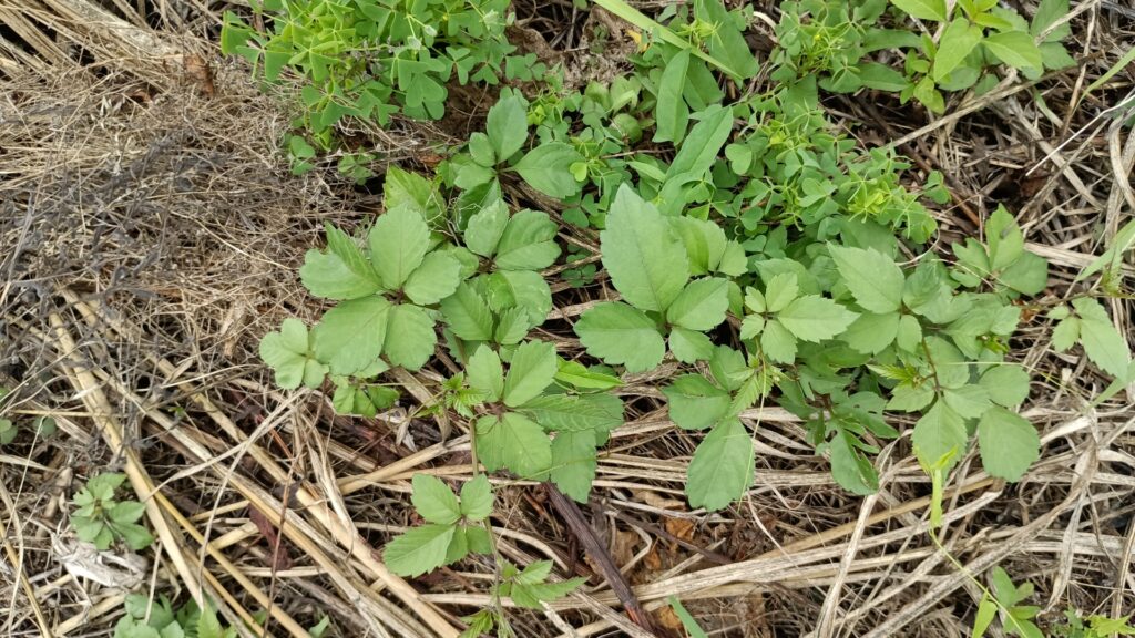 地下茎植物や多年生雑草への効果的な対策