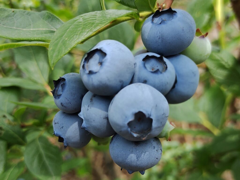 まとめ：ブルーベリーにおすすめの肥料で高品質な実を育てる