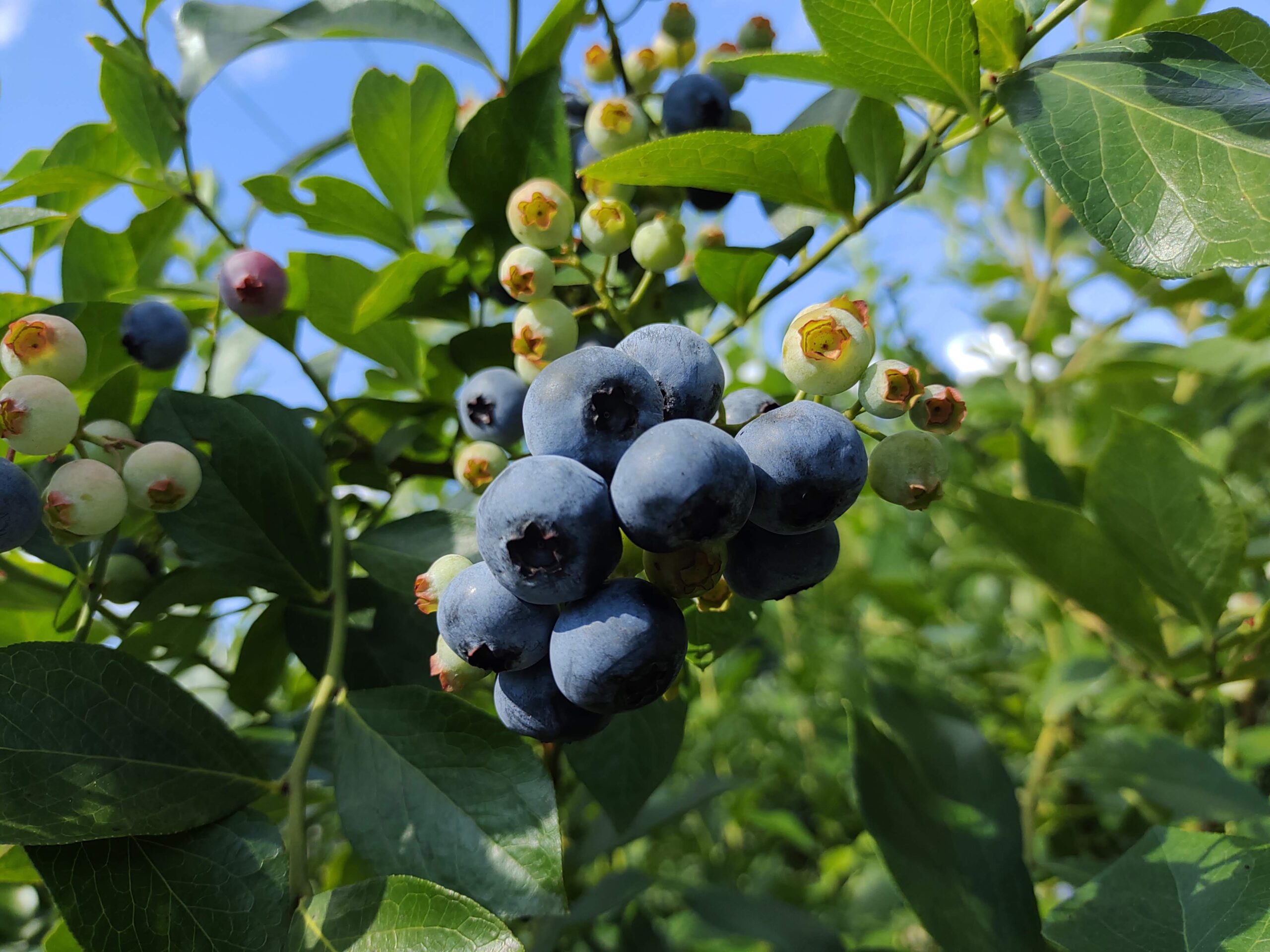 ブルーベリーの受粉相性を知る基礎知識と系統別の特徴