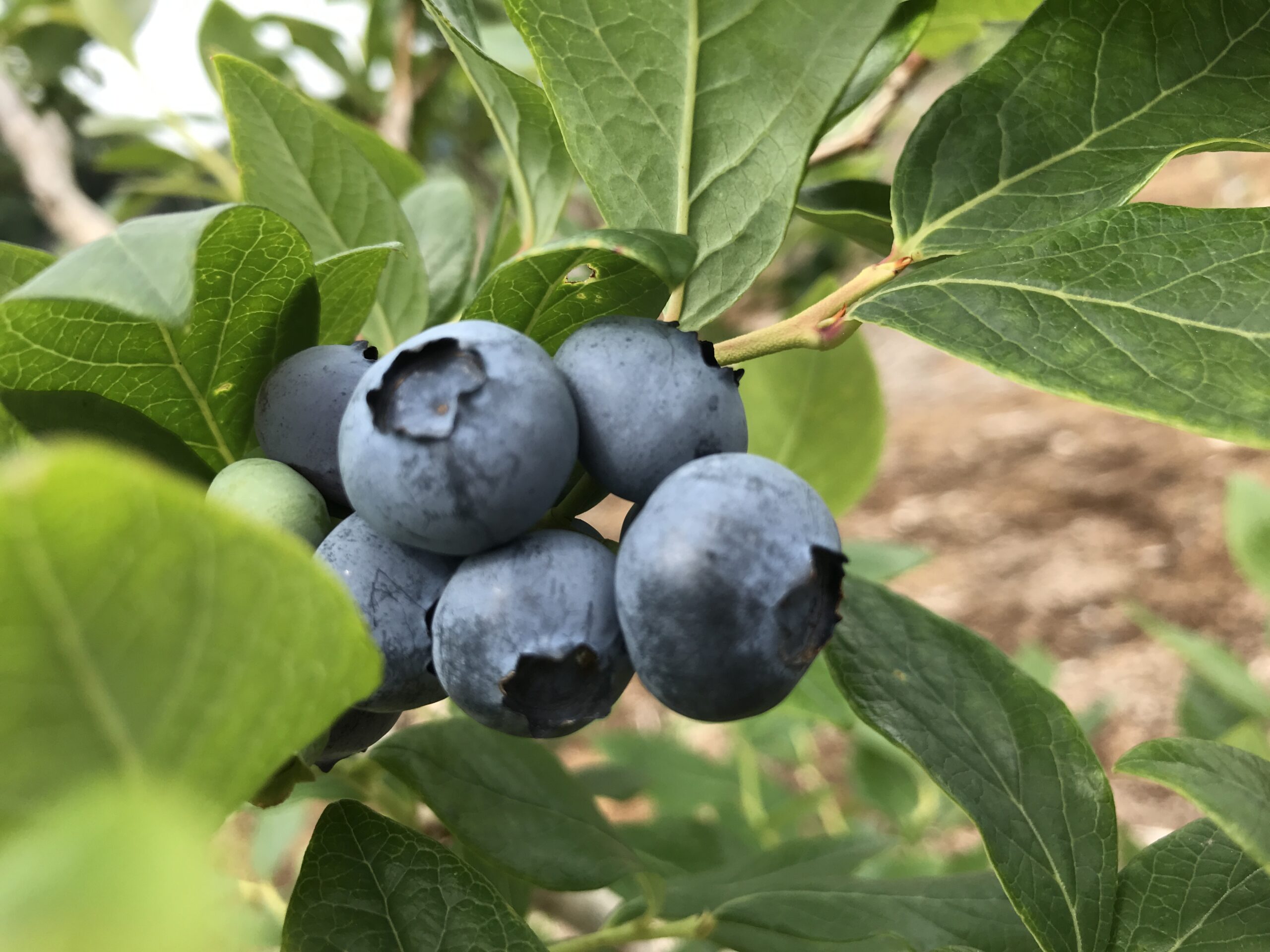 ブルーベリーの剪定時期や失敗しないコツ