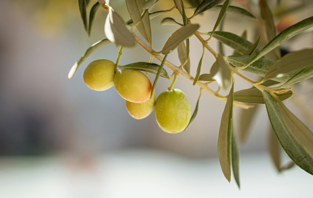 オリーブはなぜ挿し木が難しいと言われるのか