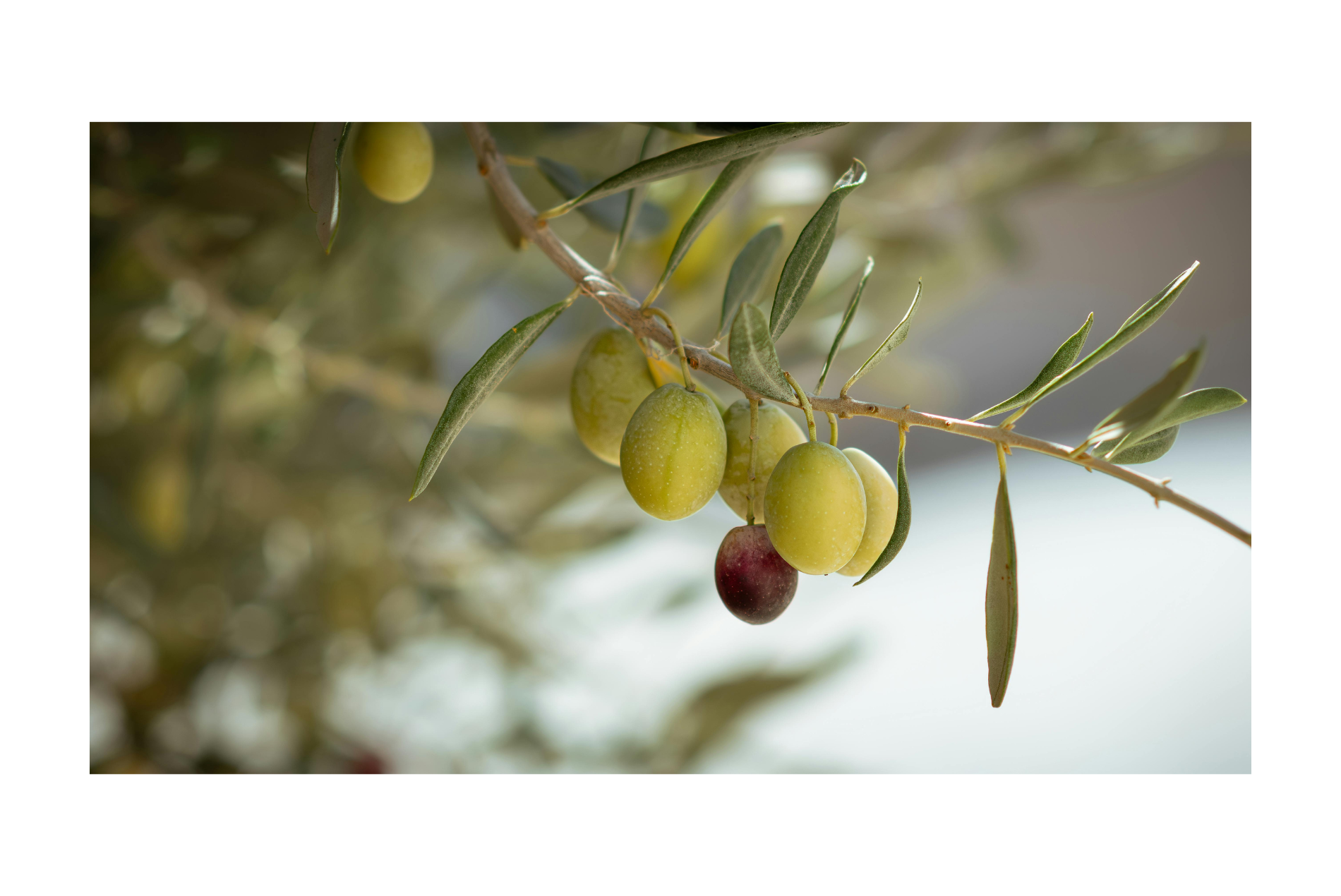 オリーブの強剪定を成功させる方法とコツ