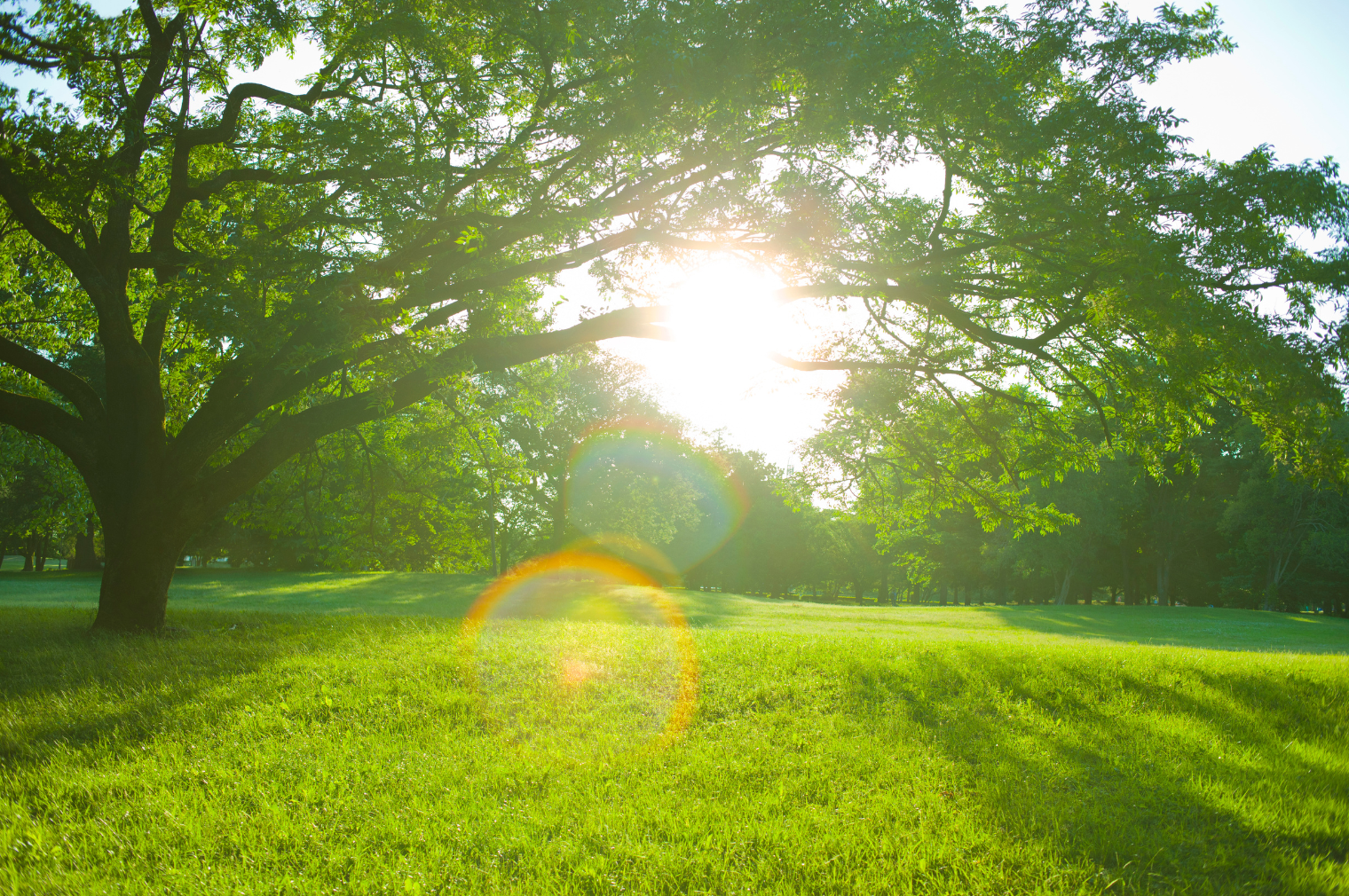 ブルーベリーの日当たり条件を徹底解説！栽培成功の秘訣と対策