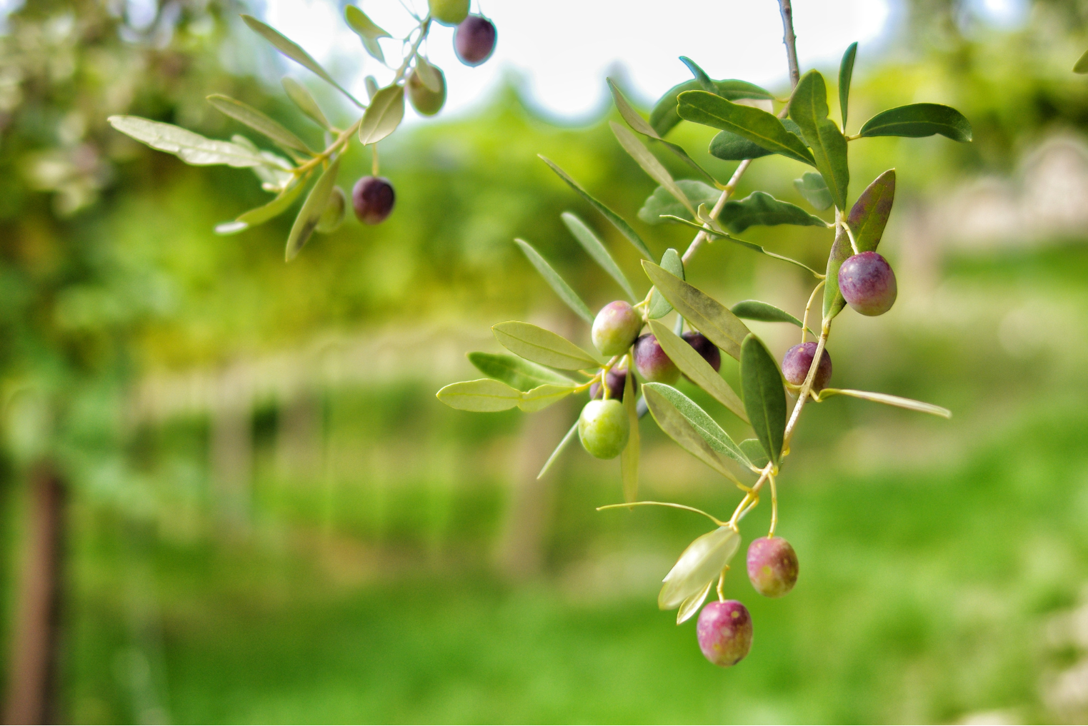 オリーブの強剪定で枯れる原因と対策