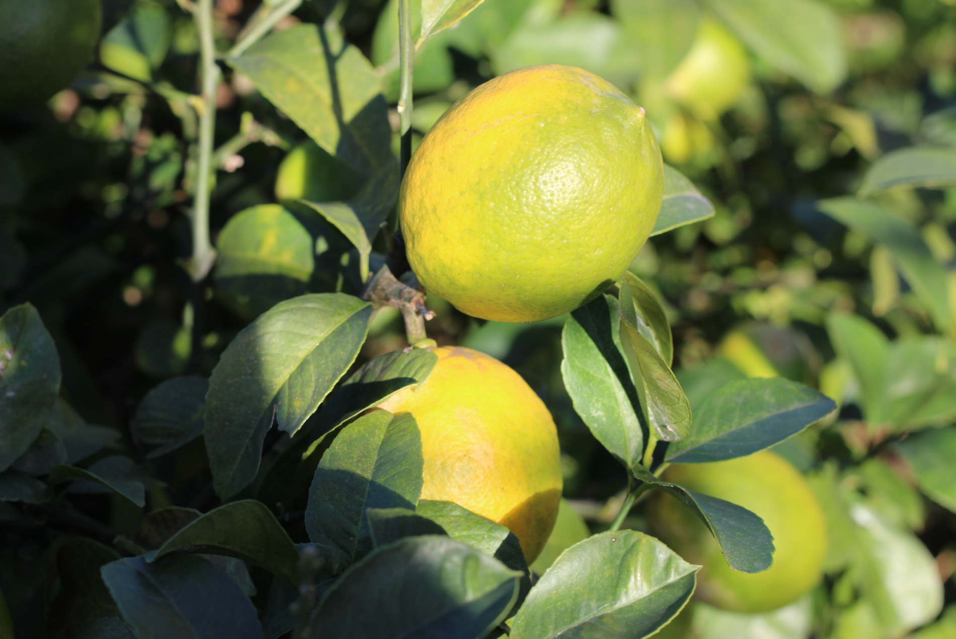 剪定後に実がならない原因と対策