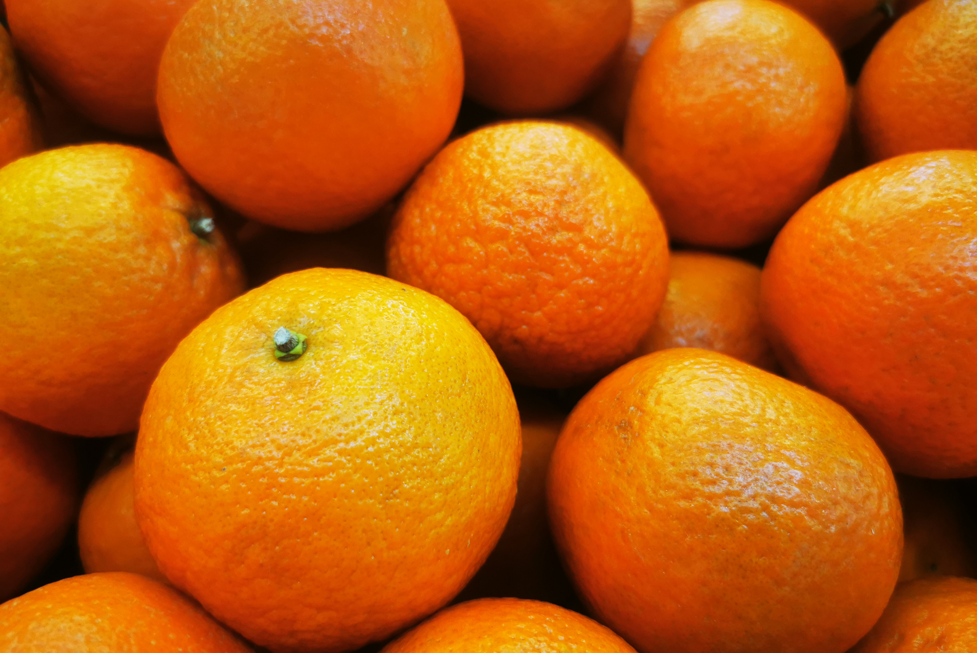 収穫後の保存と品質維持の見分け方