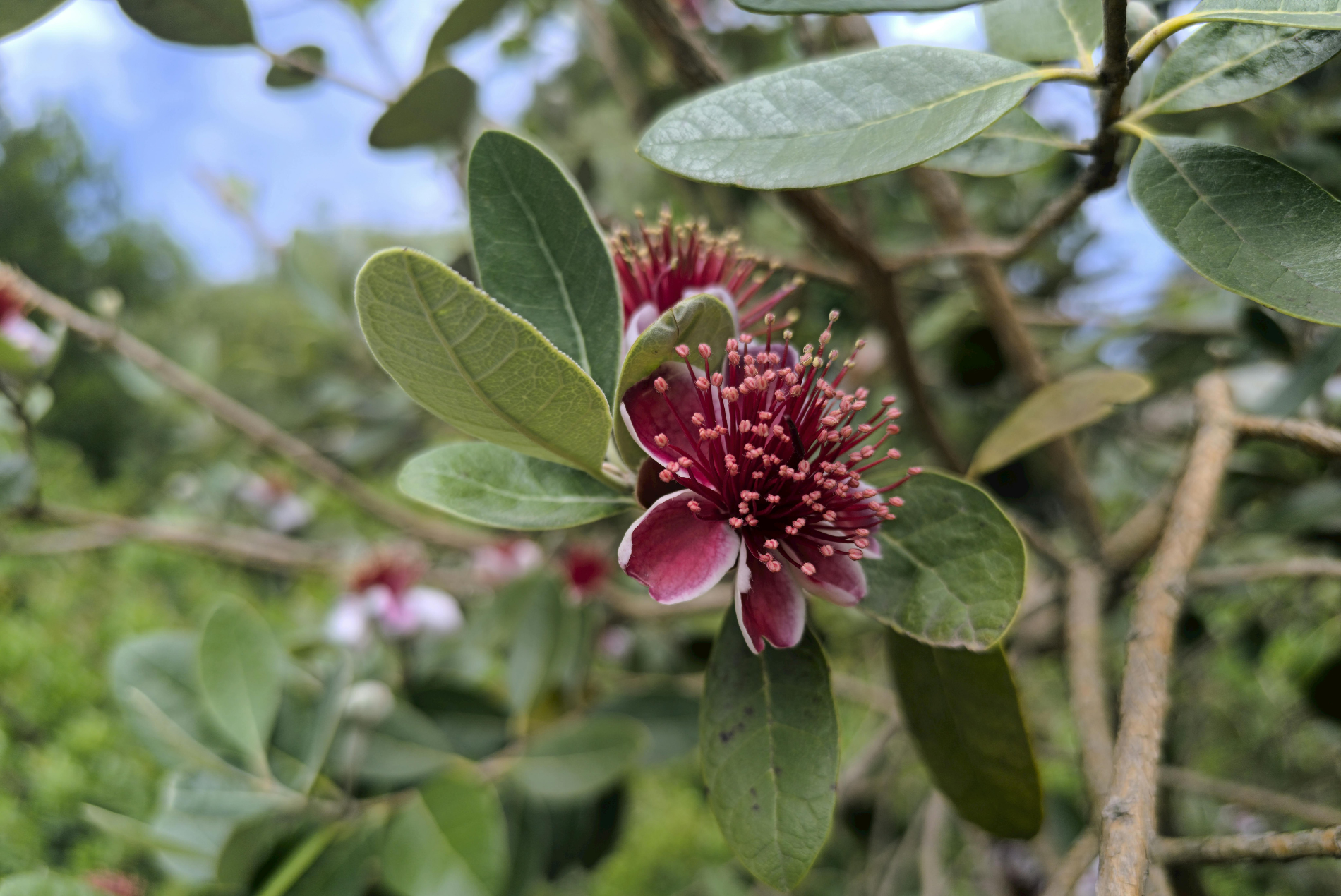 フェイジョアの耐寒性 冬越し対策と品種選びの完全ガイド