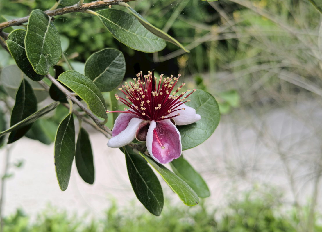 果実がスカスカになる原因と確実な受粉対策