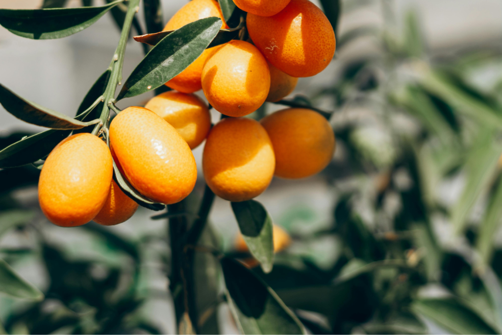 きんかんの剪定を成功させる時期と基礎知識