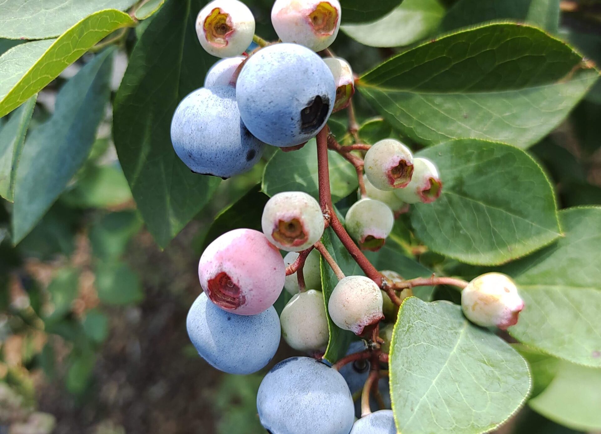 ラビットアイ系ブルーベリー組み合わせのおすすめ5選