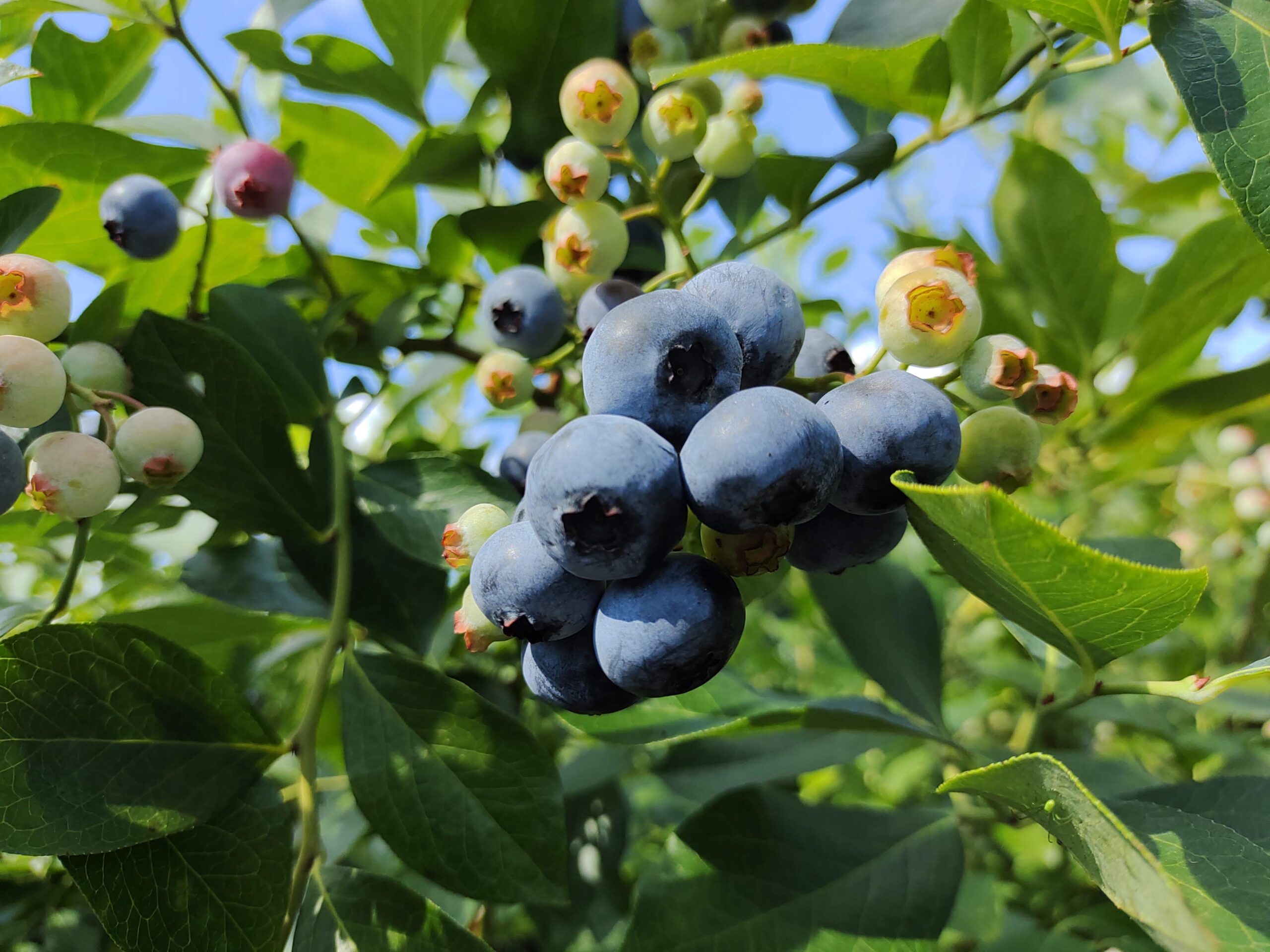 ラビットアイ系ブルーベリー品種の組み合わせ