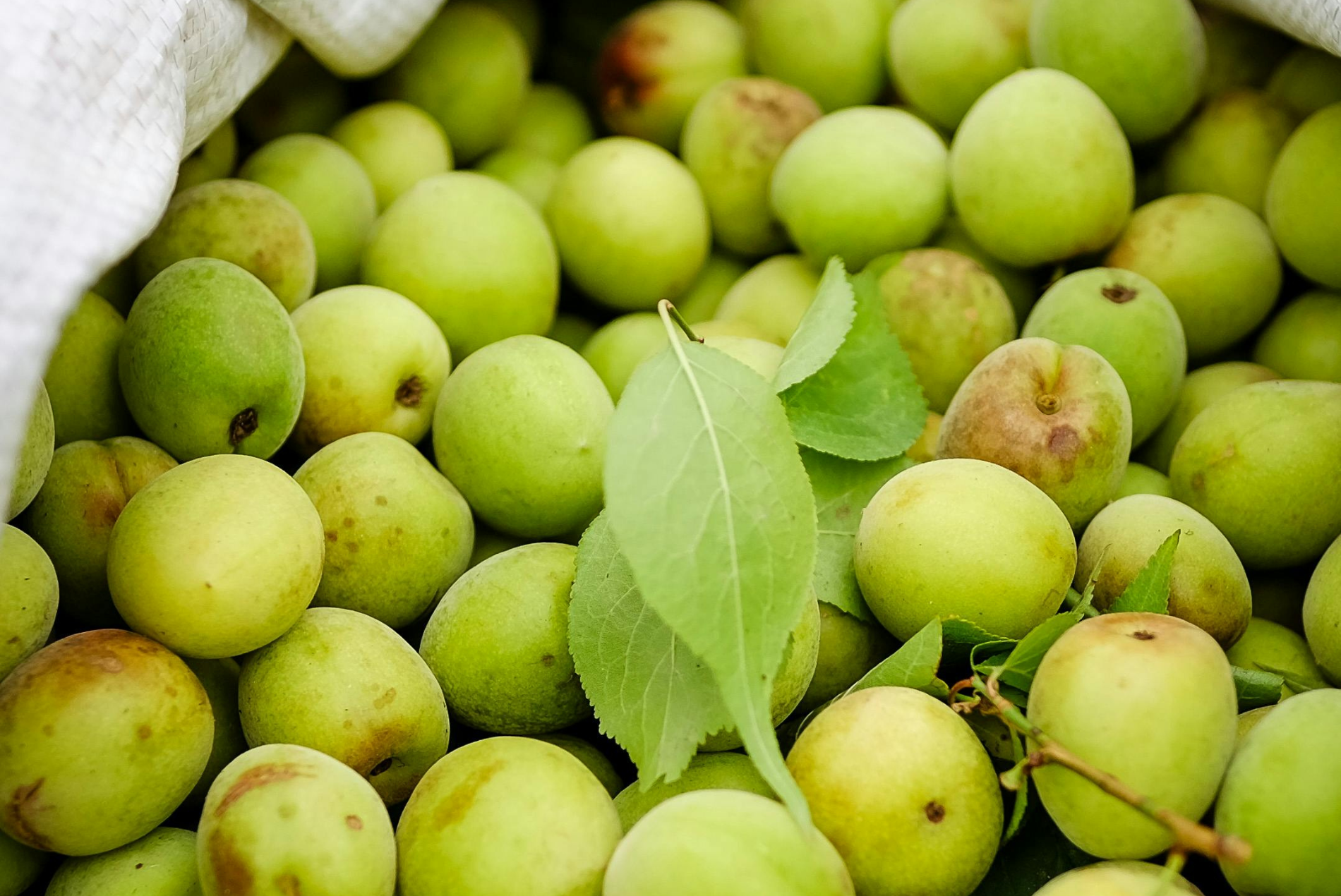 梅の剪定 バッサリ