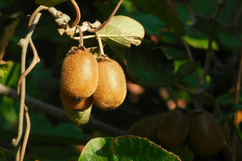 収穫が早すぎるとどうなる？未熟果のリスクと対策