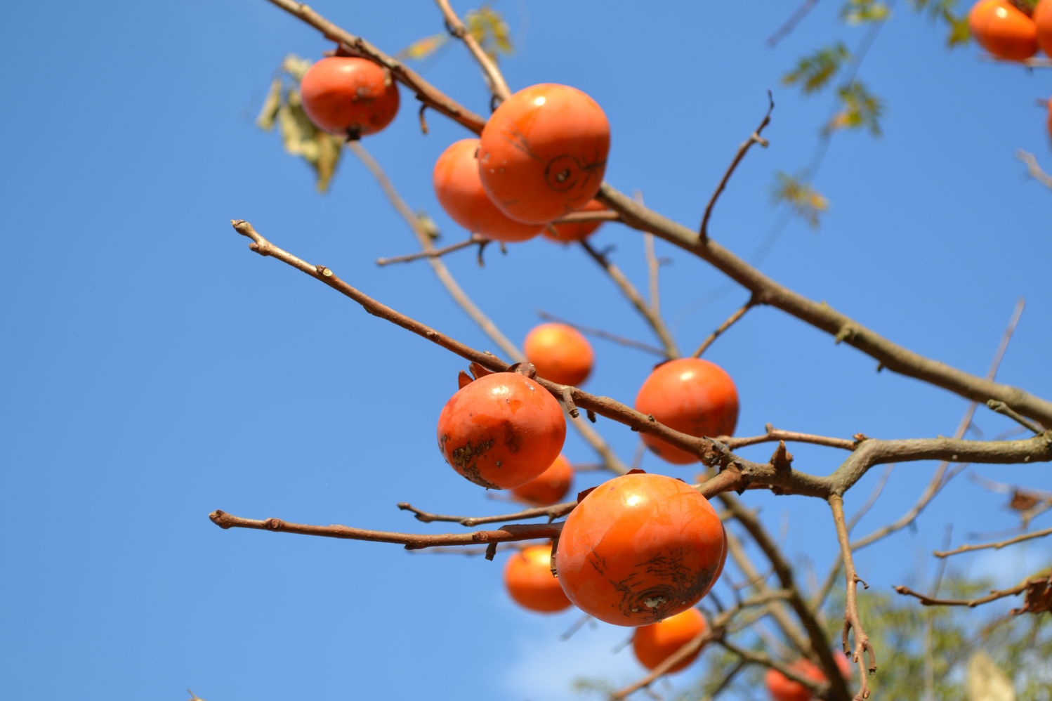 柿の剪定でバッサリ切る前に知るべき生理的特性