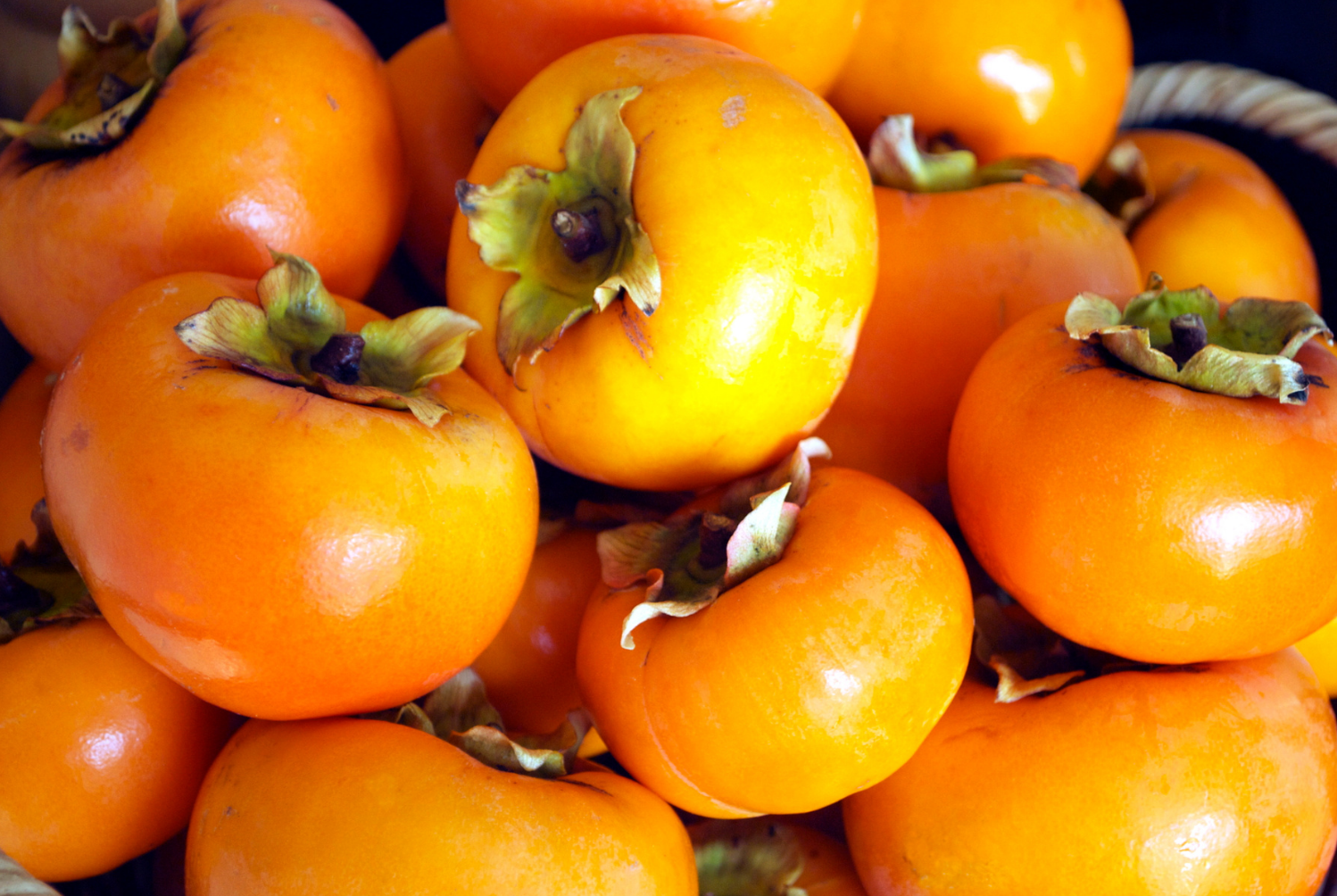 収穫を絶やさず柿をバッサリ剪定して再生させるまとめ