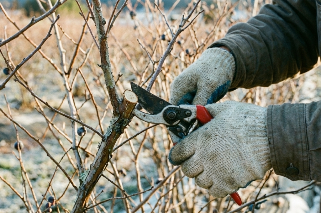 ブルーベリーの剪定でどこを切るべきか枝の種類別に解説
