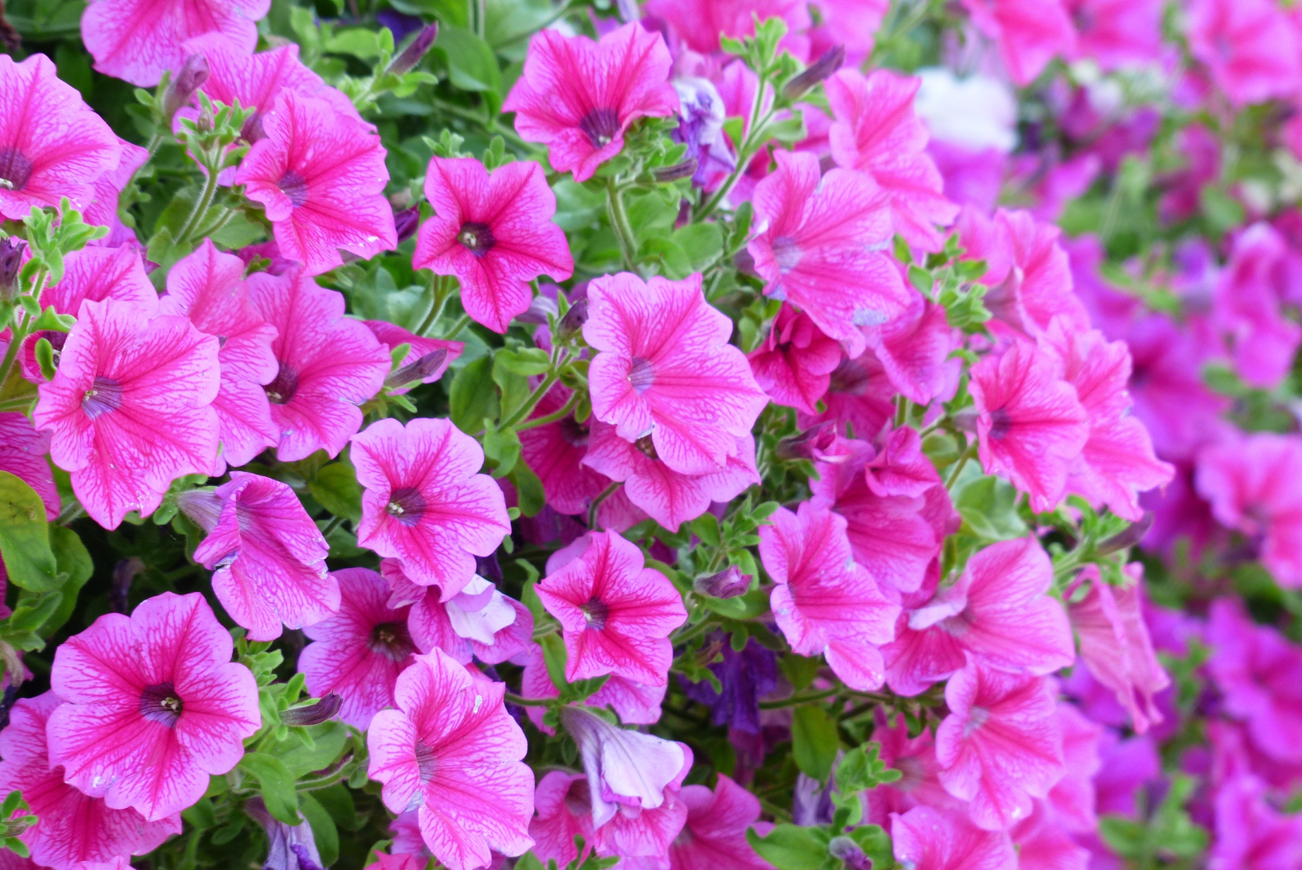 ペチュニアなどの草花の挿し芽にメネデールを使うとどうなる？