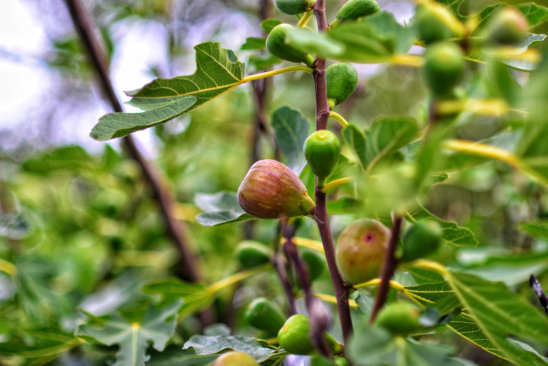 イチジクの植え替え時期と失敗を防ぐ育て方