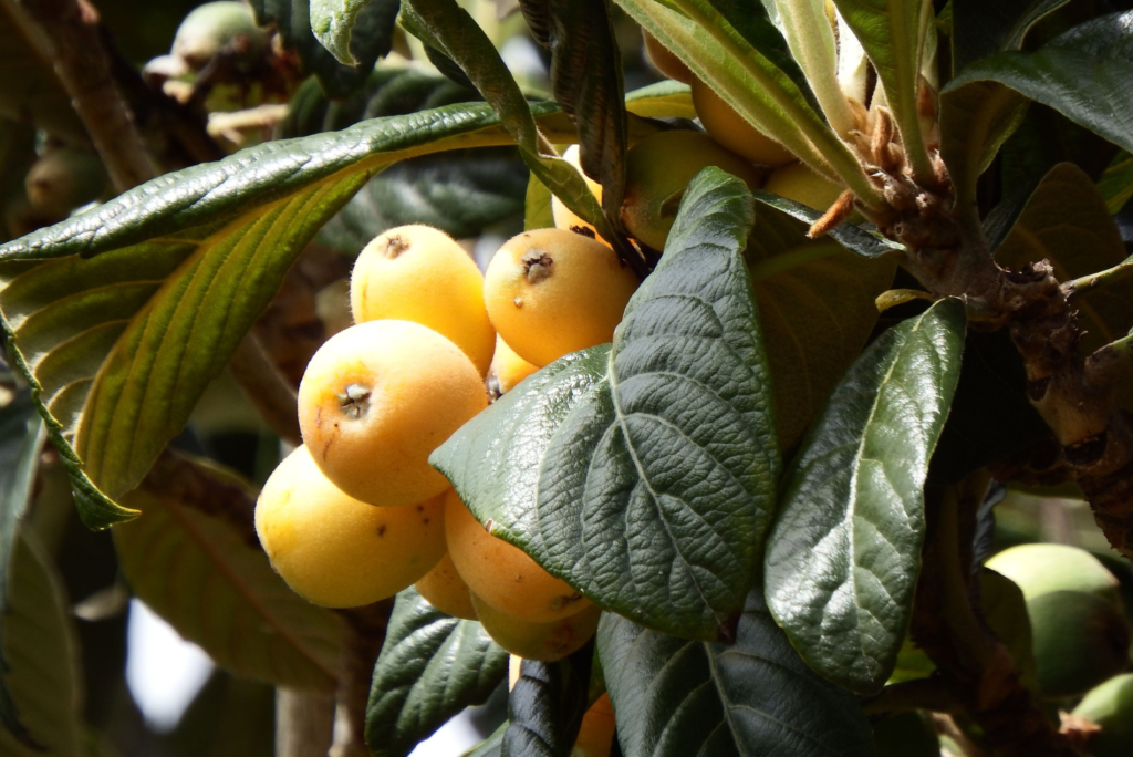 正しい方法で行うびわの剪定時期